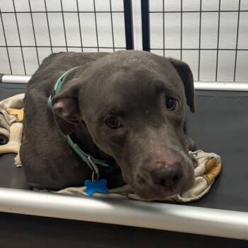 Terrier Dogs Available for Adoption - Bouquet | PetCurious