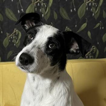 Rescue Terrier Dogs for Adoption in Portland, Maine - Dolly (Reduced Fee Until 12/15) | PetCurious