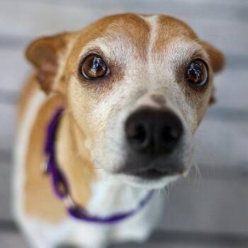 Feist and Mixed Breed Dogs Available for Adoption in Bradenton, Florida - Nova | PetCurious