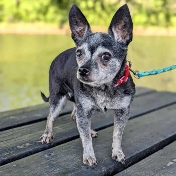 Chihuahua Dogs Available for Adoption in Tyrone, Georgia - Snuggles 05-1420 | PetCurious