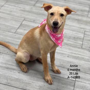 Annie - Local Sept 11-13 -  Labrador Retriever Dog for Adoption in Brookshire, Texas - Annie - Local Sept 11-13 | PetCurious