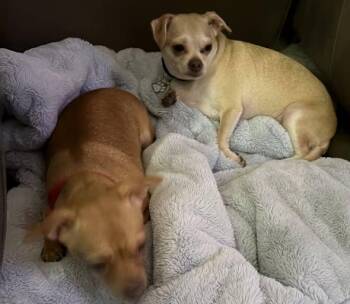 Clyde -  Chihuahua Dog for Adoption in Cleveland, Ohio - Clyde | PetCurious