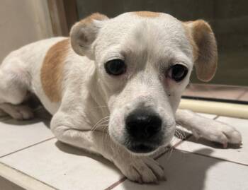 Terrier Dogs Available for Adoption in El Cajon, California - TONY  | PetCurious