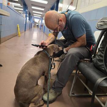 Jet Puffed ~ Coming Soon!!! -  Pit Bull Terrier Dog for Adoption in Chicago, Illinois - Jet Puffed ~ Coming Soon!!! | PetCurious