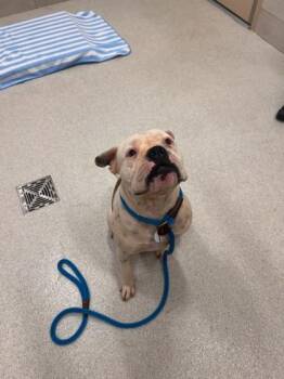 Butterball Turkey -  Pit Bull Terrier and English Bulldog Dog for Adoption in Honolulu, Hawaii - Butterball Turkey | PetCurious