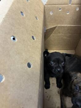 A1411970 -  Pit Bull Terrier and Mixed Breed Dog for Adoption in San Jose, California - A1411970 | PetCurious