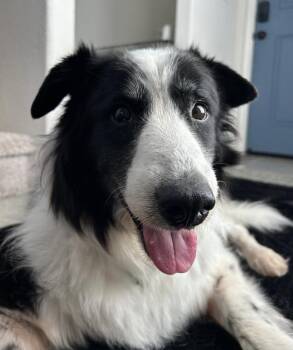 Buca -  Border Collie Dog for Adoption in Davis, California - Buca | PetCurious
