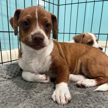 Slinky -  Chihuahua and Mixed Breed Dog for Adoption in Merritt Island, Florida - Slinky | PetCurious
