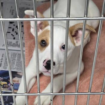 Rescue Mixed Breed Dogs for Adoption in Madison, Mississippi - Tatum | PetCurious