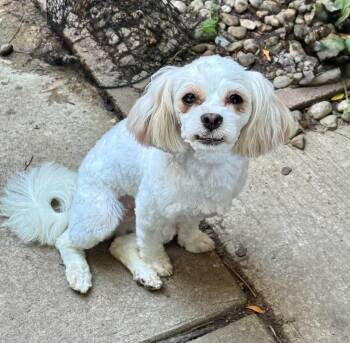Tootie -  Shih Tzu Dog for Adoption in Buffalo, New York - Tootie | PetCurious