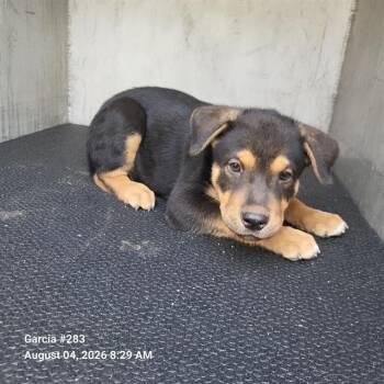 SONNY -  German Shepherd Dog Dog for Adoption in San Antonio, Texas - SONNY | PetCurious