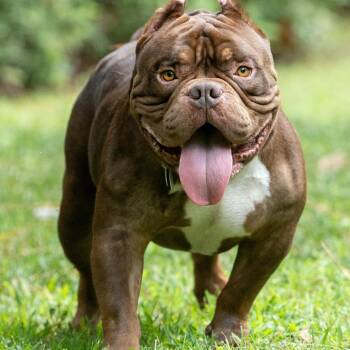 Choco -  Mixed Breed Dog for Adoption in Durham, North Carolina - Choco | PetCurious