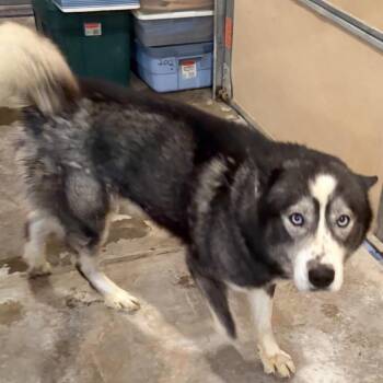 Husky Dogs Available for Adoption - Koda | PetCurious