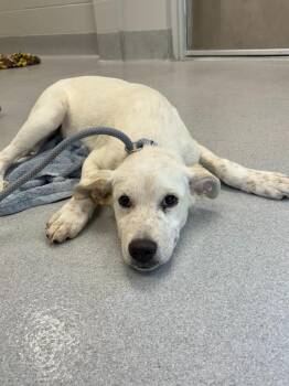 Crab Cake -  Australian Cattle Dog Blue Heeler and Pit Bull Terrier Dog for Adoption in Chillicothe, Ohio - Crab Cake | PetCurious