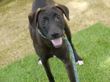 PRINCESS PEPPERDINE -  Goldendoodle and American Staffordshire Terrier Dog for Adoption in Tallahassee, Florida - PRINCESS PEPPERDINE | PetCurious
