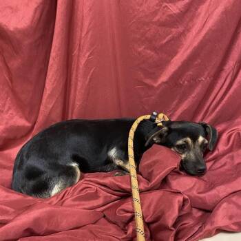 Rescue Chihuahua and Mixed Breed Dogs for Adoption in Modesto, California - A603757 | PetCurious