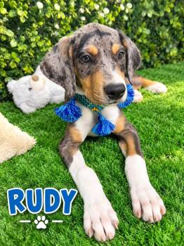 Rudy -  Catahoula Leopard Dog Dog for Adoption in Lucas, Texas - Rudy | PetCurious