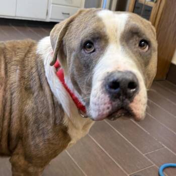 Ricky -  Pit Bull Terrier Dog for Adoption in Kansas City, Missouri - Ricky | PetCurious