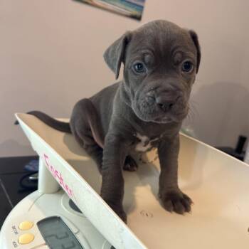 Mixed Breed Dogs Available for Adoption in Columbus, Georgia - Alexia 9331 | PetCurious