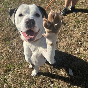 Rescue Mixed Breed Dogs for Adoption in Cape Girardeau, Missouri - Finral | PetCurious