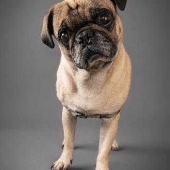 Pug Dogs Available for Adoption in Seattle, Washington - Jasper | PetCurious