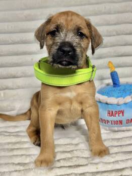 Labrador Retriever and Golden Retriever Dogs Available for Adoption - Foxglove | PetCurious