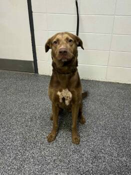 Rescue Mixed Breed Dogs for Adoption in ABRAHAM BALDWIN COLLEGE, Georgia - Cinco | PetCurious