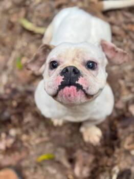 French Bulldog Dogs Available for Adoption in New York, New York - Cassie (GA) | PetCurious