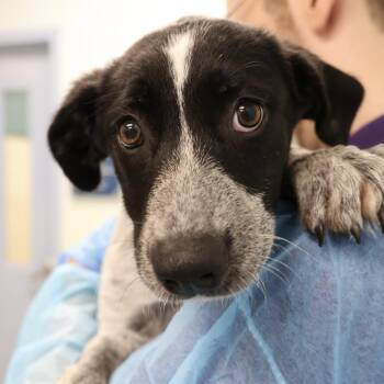 Brooklyn -  Shepherd Dog for Adoption in Briarcliff Manor, New York - Brooklyn | PetCurious