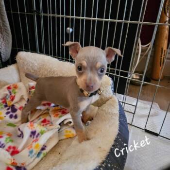 Chihuahua Dogs Available for Adoption in Lafayette, California - Cricket | PetCurious