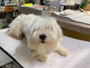 Winterthur (NOT YET AVAILABLE) -  Maltese Dog for Adoption in Benton, Louisiana - Winterthur (NOT YET AVAILABLE) | PetCurious