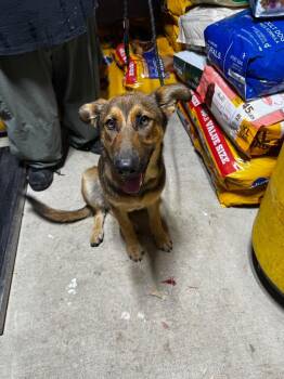 Stream -  Mixed Breed Dog for Adoption in Shelbyville, Tennessee - Stream | PetCurious