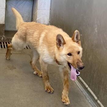Coheed -  German Shepherd Dog Dog for Adoption in King George, Virginia - Coheed | PetCurious
