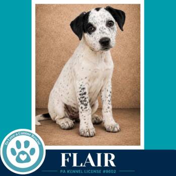 Flair (Speckled Six) 082226 -  Cattle Dog Dog for Adoption in Kimberton, Pennsylvania - Flair (Speckled Six) 082226 | PetCurious