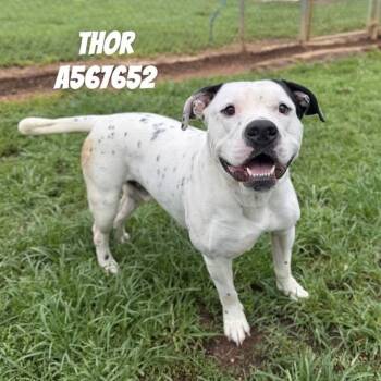 THOR -  Pit Bull Terrier and Mixed Breed Dog for Adoption - THOR | PetCurious