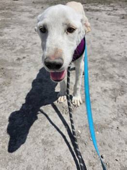 Labrador Retriever Dogs Available for Adoption in Minneapolis, Minnesota - Sawako | PetCurious
