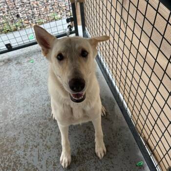 Goldie -  German Shepherd Dog Dog for Adoption in Casa Grande, Arizona - Goldie | PetCurious