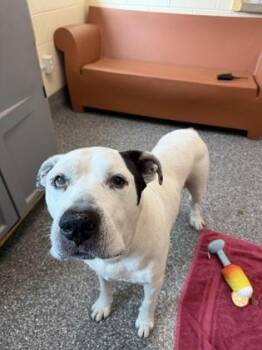 Colonel Sanders -  American Bulldog and Mixed Breed Dog for Adoption in Westland, Michigan - Colonel Sanders | PetCurious