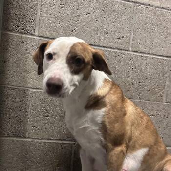 cucuy -  Pit Bull Terrier Dog for Adoption in Yuma, Arizona - Cucuy | PetCurious