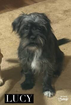 Shih Tzu and Chiweenie Dogs Available for Adoption in New Braunfels, Texas - Lucy | PetCurious