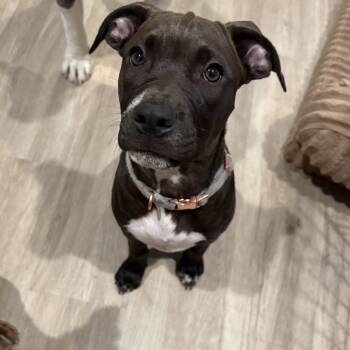 Lindsee -  Terrier Dog for Adoption in Cornelius, North Carolina - Lindsee | PetCurious