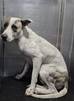 SKIBI D. LOPEZ -  American Staffordshire Terrier Dog for Adoption in San Antonio, Texas - SKIBI D. LOPEZ | PetCurious