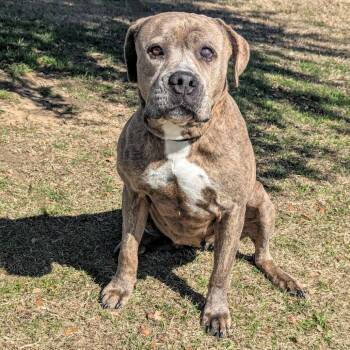 Rescue Pit Bull Terrier Dogs for Adoption in Austin, Texas - Cocoa Pebbles | PetCurious