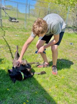 Labrador Retriever and Mixed Breed Dogs Available for Adoption in Saint James, Minnesota - Embar | PetCurious