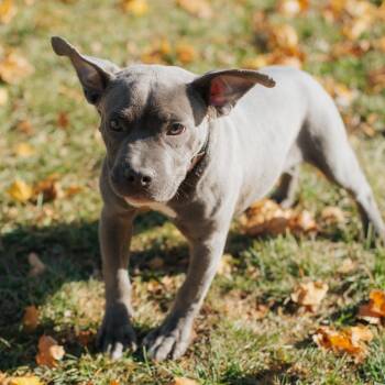 Rescue Pit Bull Terrier Dogs for Adoption in Northbrook, Illinois - Wonton | PetCurious