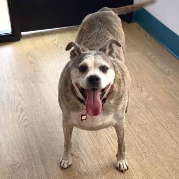 Daisy 14393 -  Pit Bull Terrier Dog for Adoption in San Francisco, California - Daisy 14393 | PetCurious