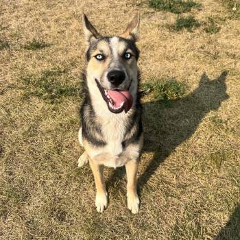 Sky -  Mixed Breed Dog for Adoption in Spokane, Washington - Sky | PetCurious