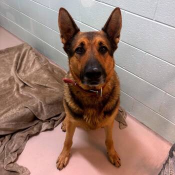Brutus -  German Shepherd Dog Dog for Adoption in Newark, New Jersey - Brutus | PetCurious