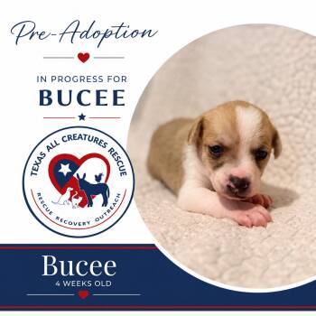 Bucee -  Chihuahua and Rat Terrier Dog for Adoption in Alvarado, Texas - Bucee | PetCurious