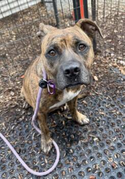 Zendaya -  Mixed Breed Dog for Adoption in Chamblee, Georgia - Zendaya | PetCurious